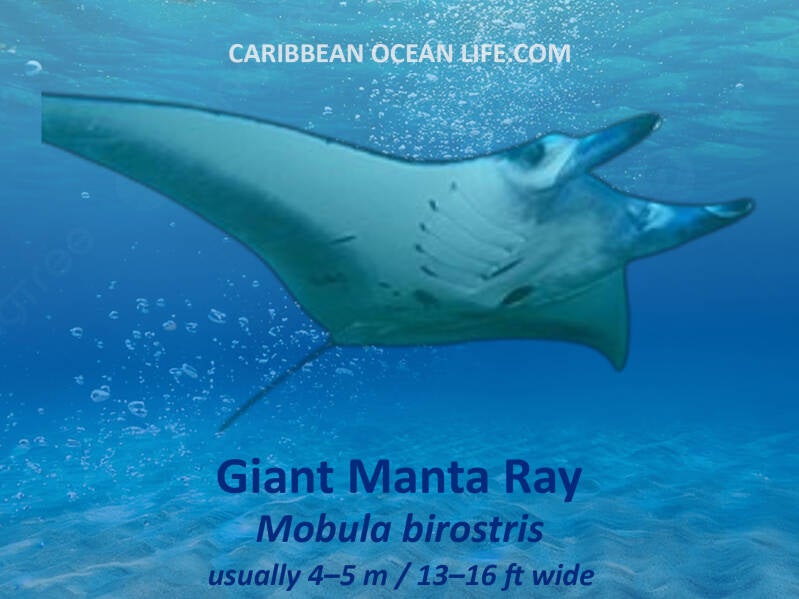 Giant Manta Ray	Mobula birostris