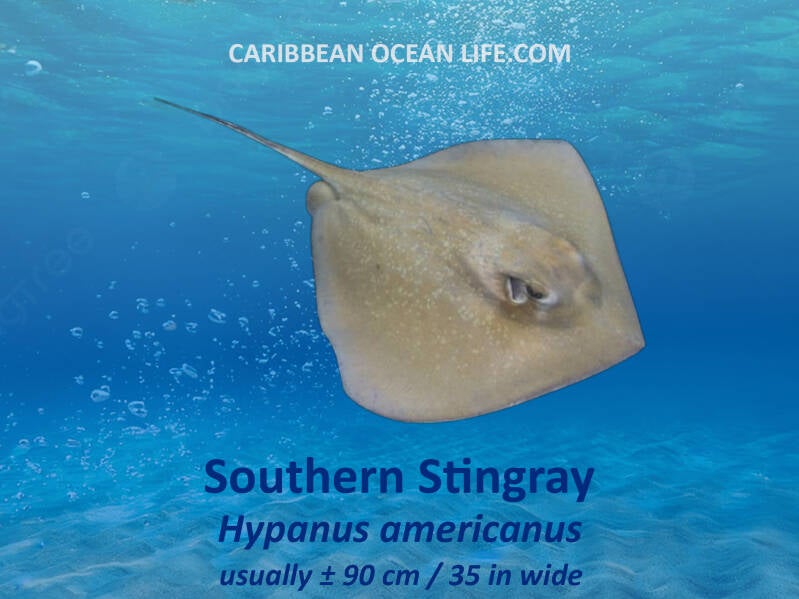 : southern stingrays hypanus americanus