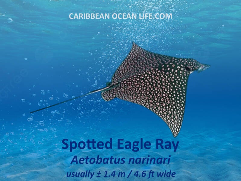 Spotted Eagle Ray (Aetobatus narinari) 