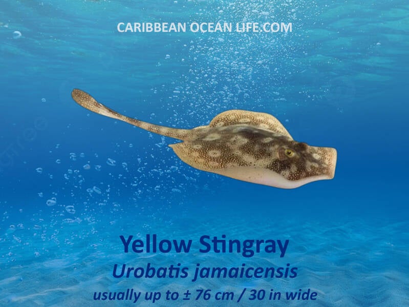 Yellow Stingray	Urobatis jamaicensis