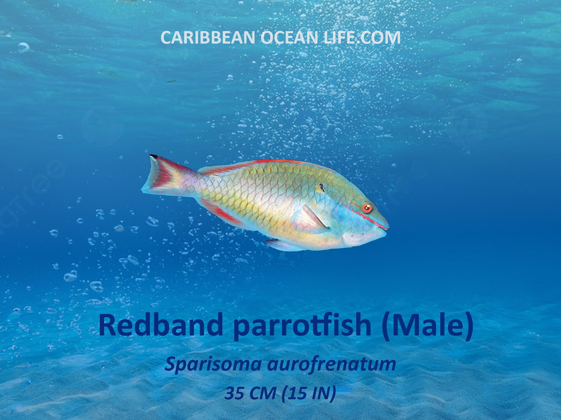 Aruba-Bonaire-Curaçao -ABC islands-Caribbean- Lesser Antilles- Dutch Caribbean Redbad parrotfish