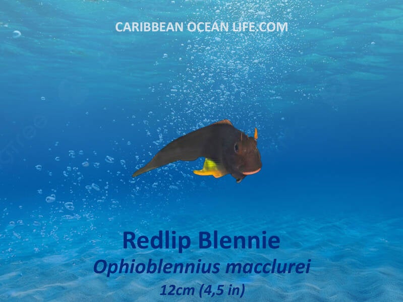 Species	Scientific name	Maximum length Redlip Blenny	Ophioblennius macclurei