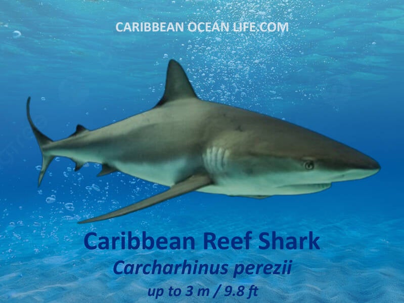 Caribbean Reef Shark	Carcharhinus perezii