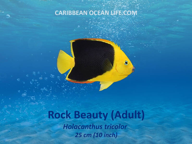 Aruba-Bonaire-Curaçao -ABC islands-Caribbean- Lesser Antilles- Dutch Caribbean Rock beauty