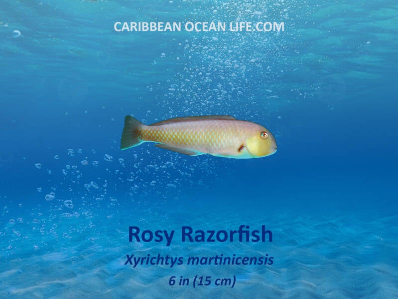 Aruba-Bonaire-Curaçao -ABC islands-Caribbean- Lesser Antilles- Dutch Caribbean Rosy Razorfish