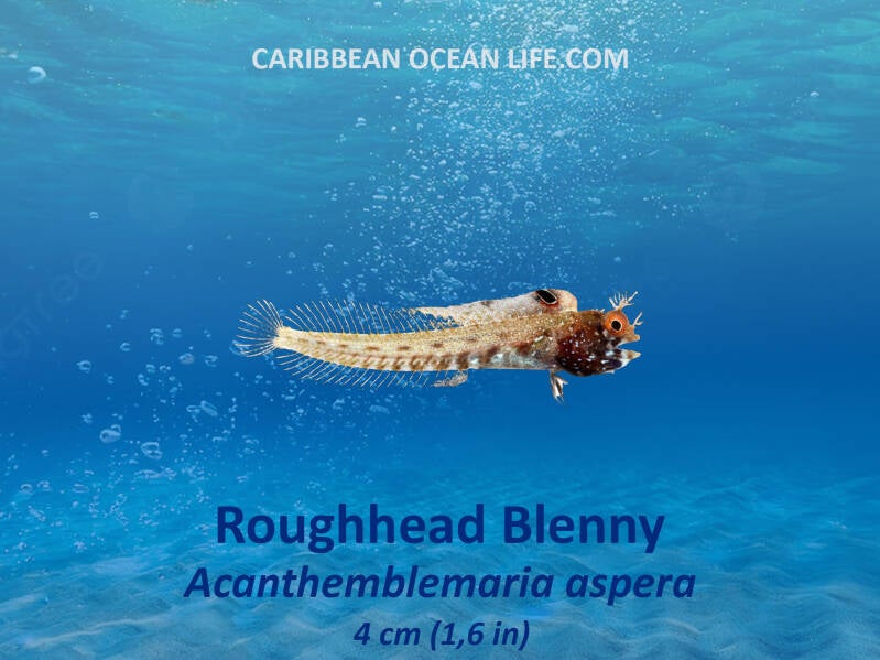 Roughhead Blenny	Acanthemblemaria aspera