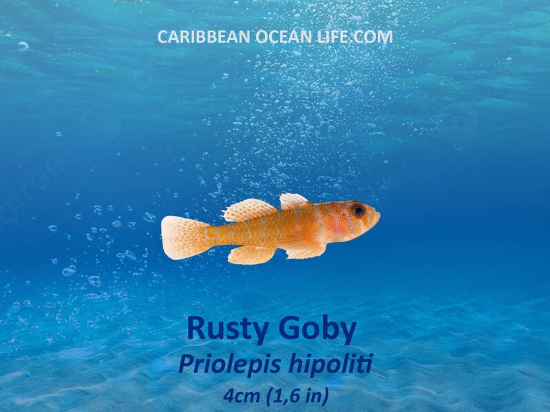 rusty goby (Priolepis hipoliti)