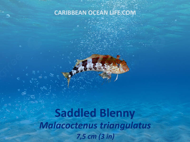Saddled Blenny	Malacoctenus triangulatus