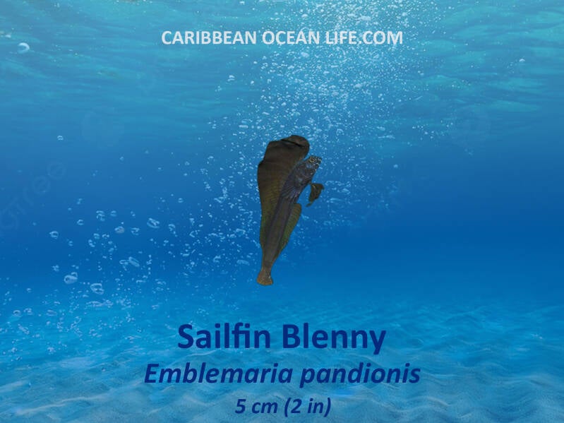 Sailfin Blenny Scientific name: Emblemaria pandionis