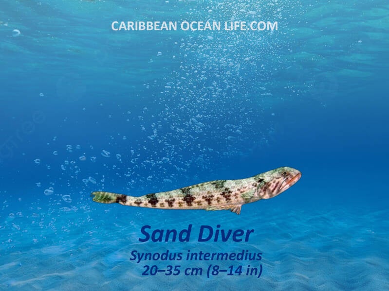 San diver Lizzard fish Synodus intermedius