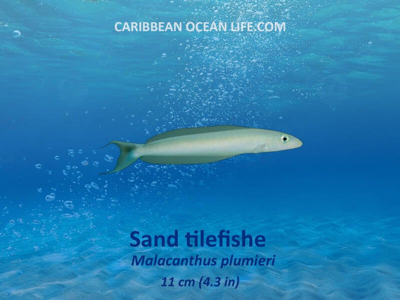 Aruba-Bonaire-Curaçao -ABC islands-Caribbean- Lesser Antilles- Dutch Caribbean Sand tilefish