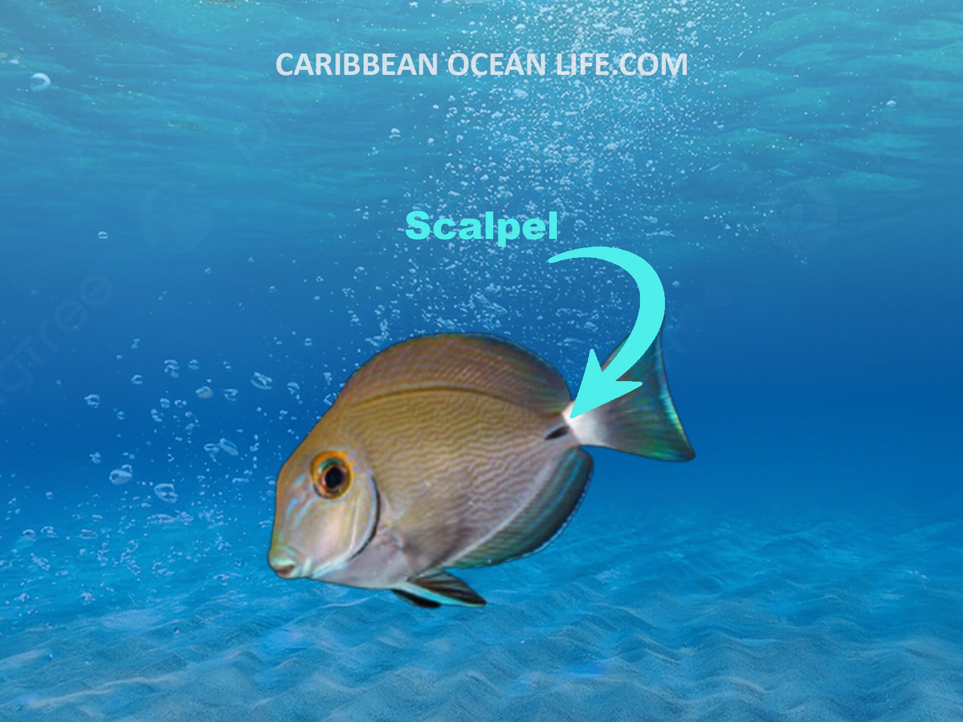 Aruba-Bonaire-Curaçao -ABC islands-Caribbean- Lesser Antilles- Dutch Caribbean Surgeonfish scalpel