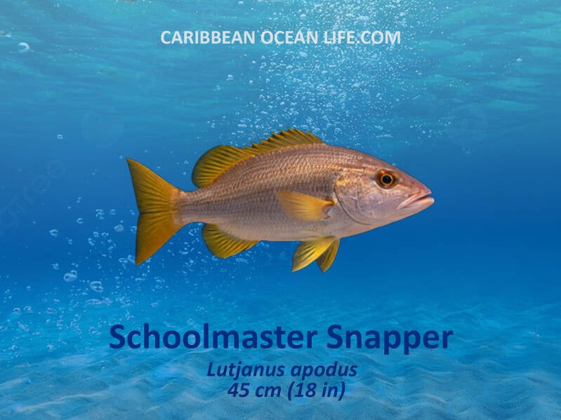 Aruba-Bonaire-Curaçao -ABC islands-Caribbean- Lesser Antilles- Dutch Caribbean-Schoolmaster snapper