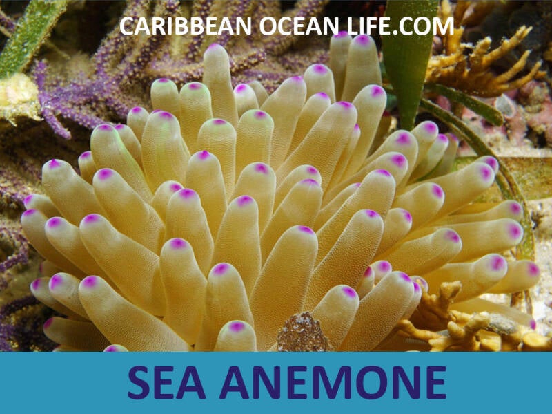 sea-anemone-standard-plpi5f.jpg