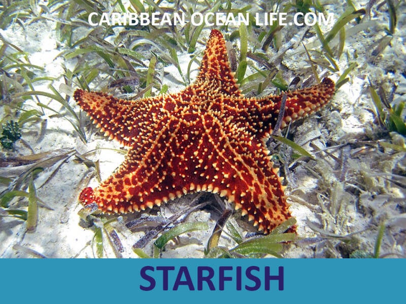 sea-star-standard-99cvfq.jpg