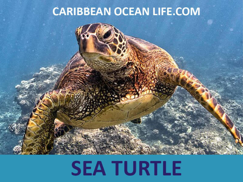 sea-turtle-standard-n2r9ob.jpg