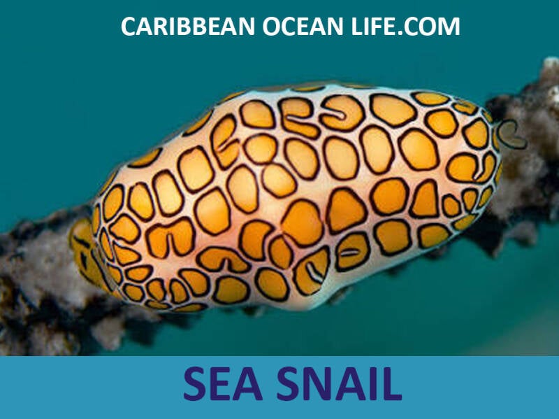 seasnail-standard-gsjkaa.jpg