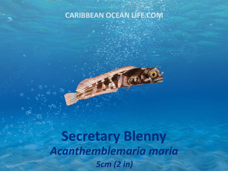 Secretary Blenny	Acanthemblemaria maria