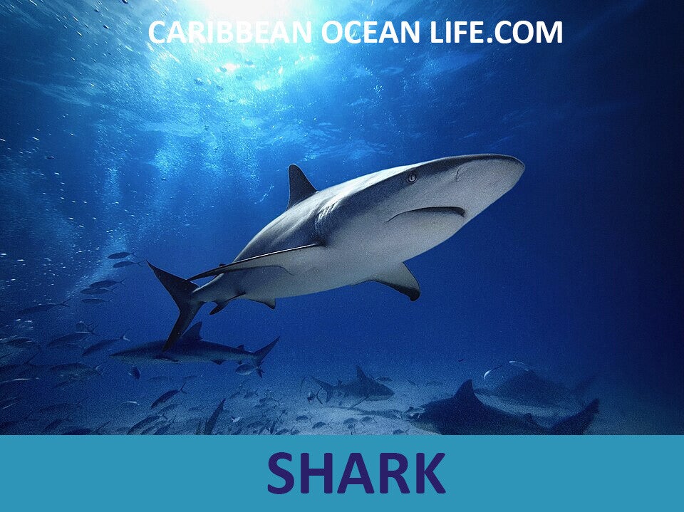 SHARK