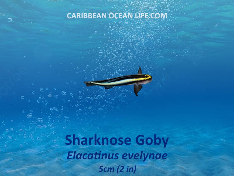 sharknose goby (Elacatinus evelynae) 