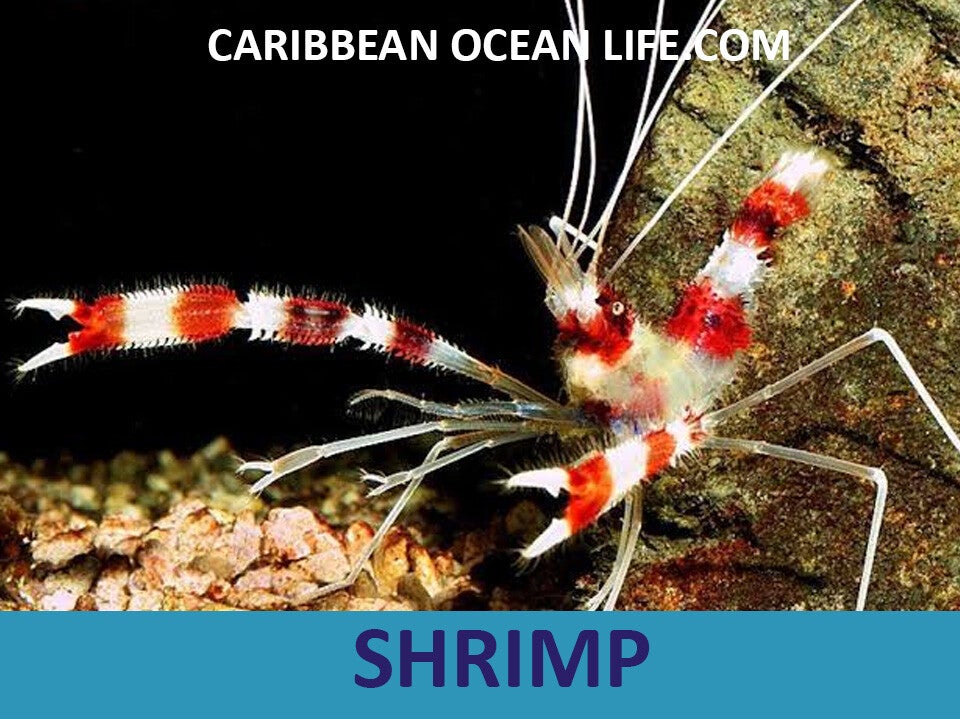 SHRIMP