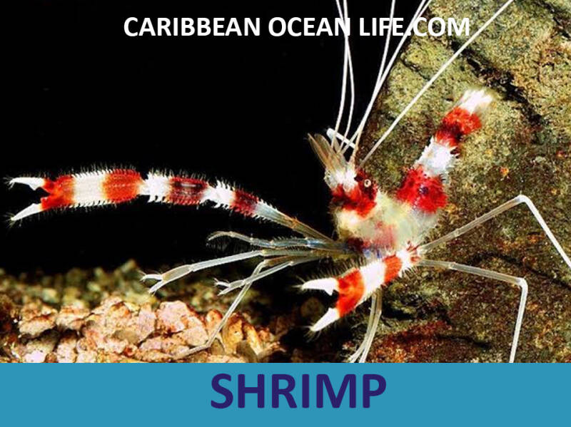 shrimp-standard-uniyun.jpg