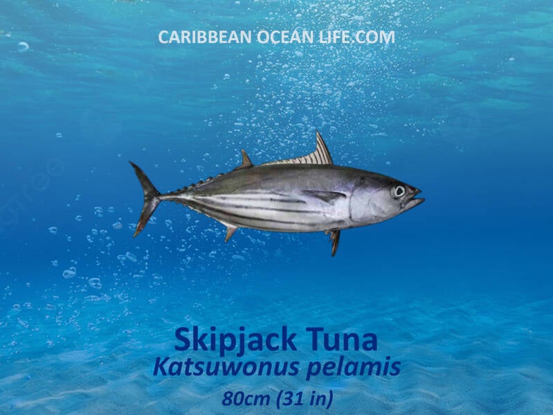 skipjack tuna 