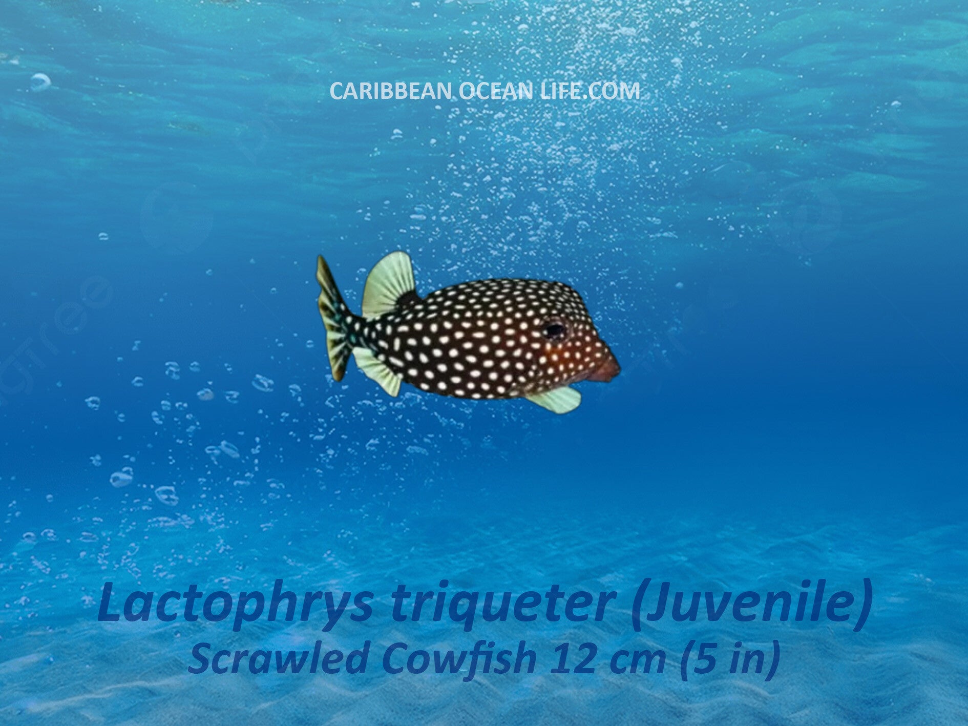 Aruba-Bonaire-Curaçao -ABC islands-Caribbean- Lesser Antilles- Dutch Caribbean- boxfish