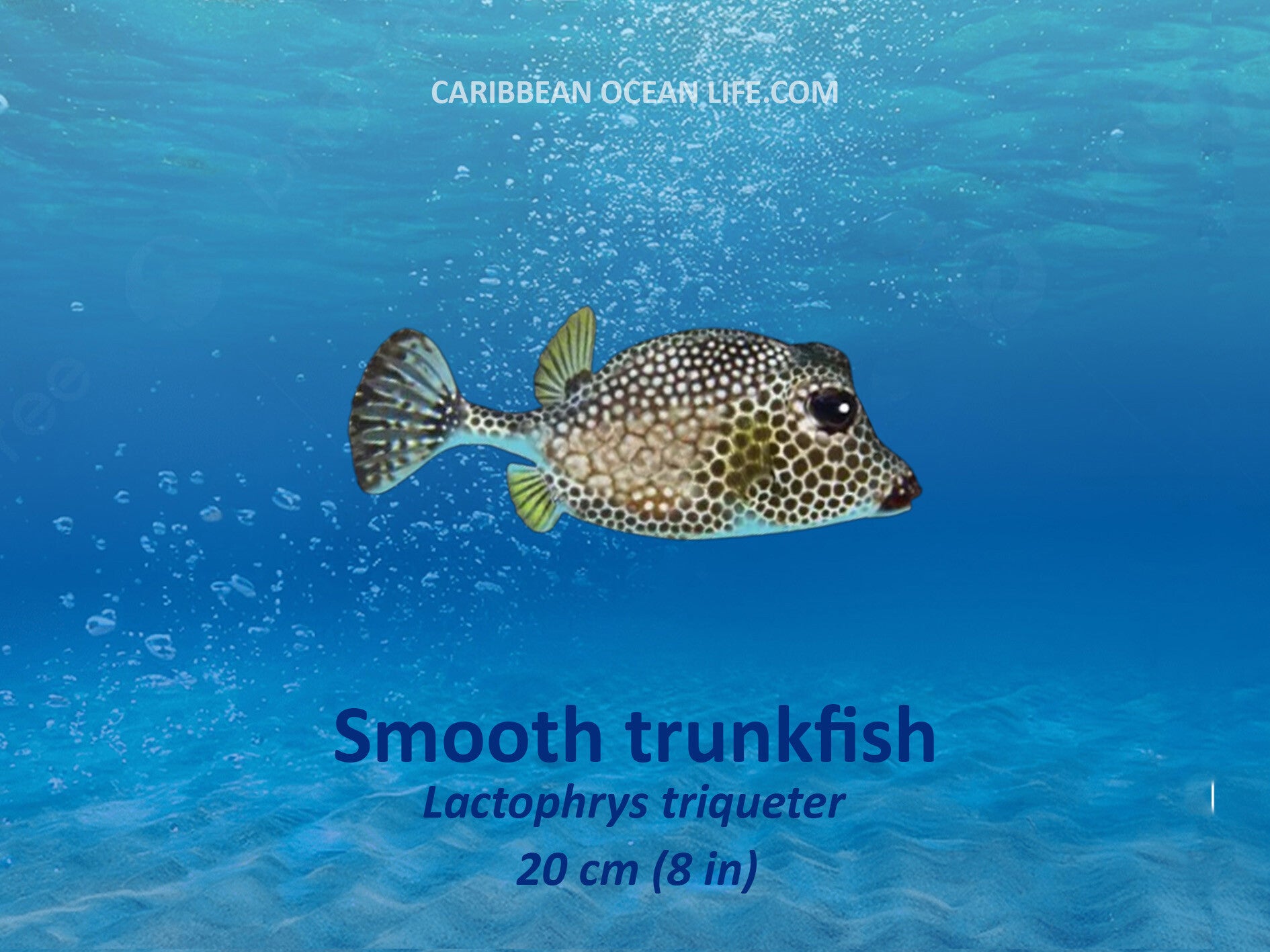 Aruba-Bonaire-Curaçao -ABC islands-Caribbean- Lesser Antilles- Dutch Caribbean- smooth trunkfish boxfish