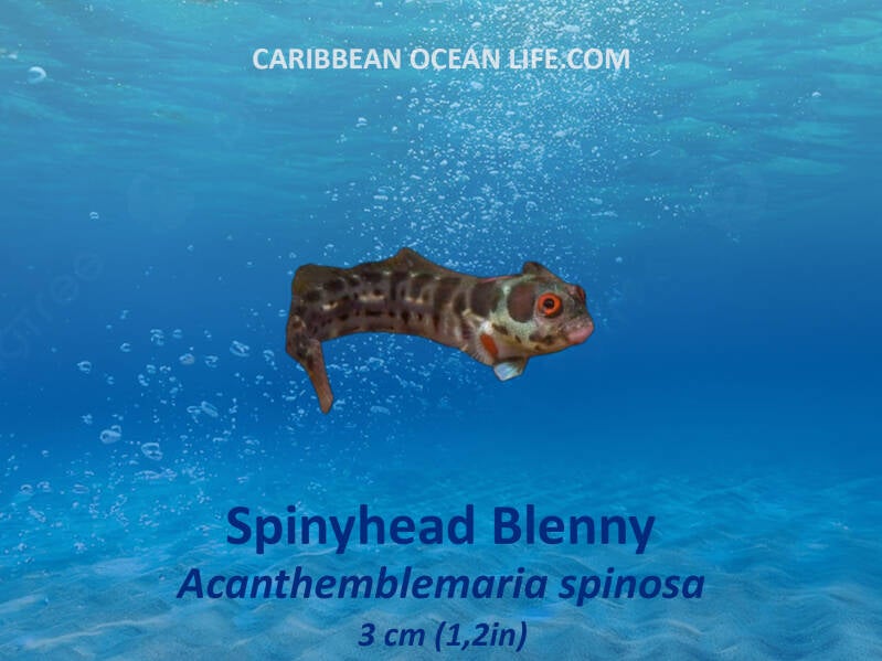 Spinyhead Blenny	Acanthemblemaria spinosa