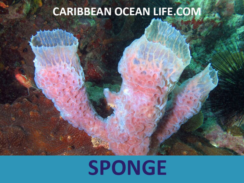 sponge-standard-7h4llj.jpg