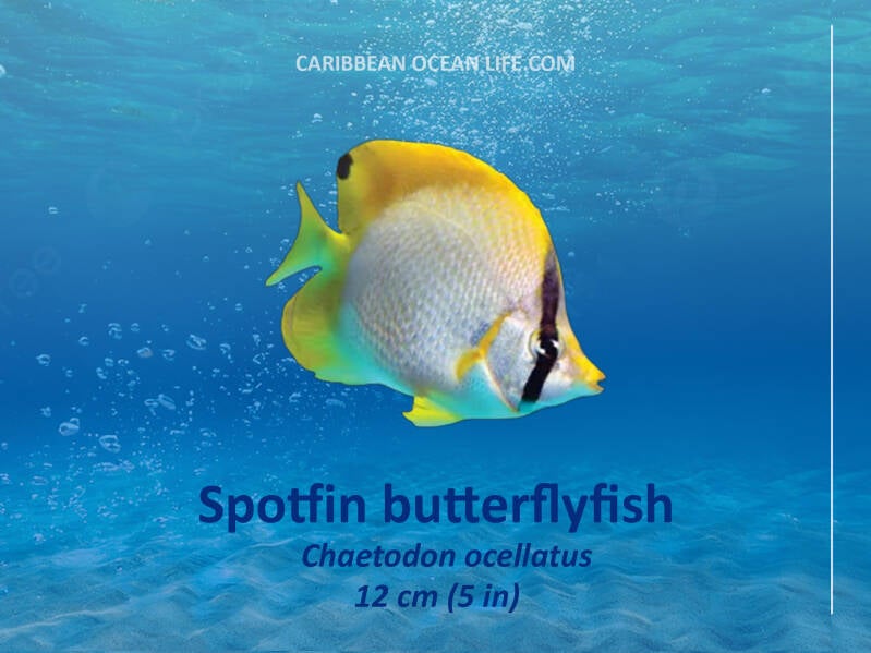 Aruba-Bonaire-Curaçao -ABC islands-Caribbean- Lesser Antilles- Dutch Caribbean Spotfin Butterflyfish