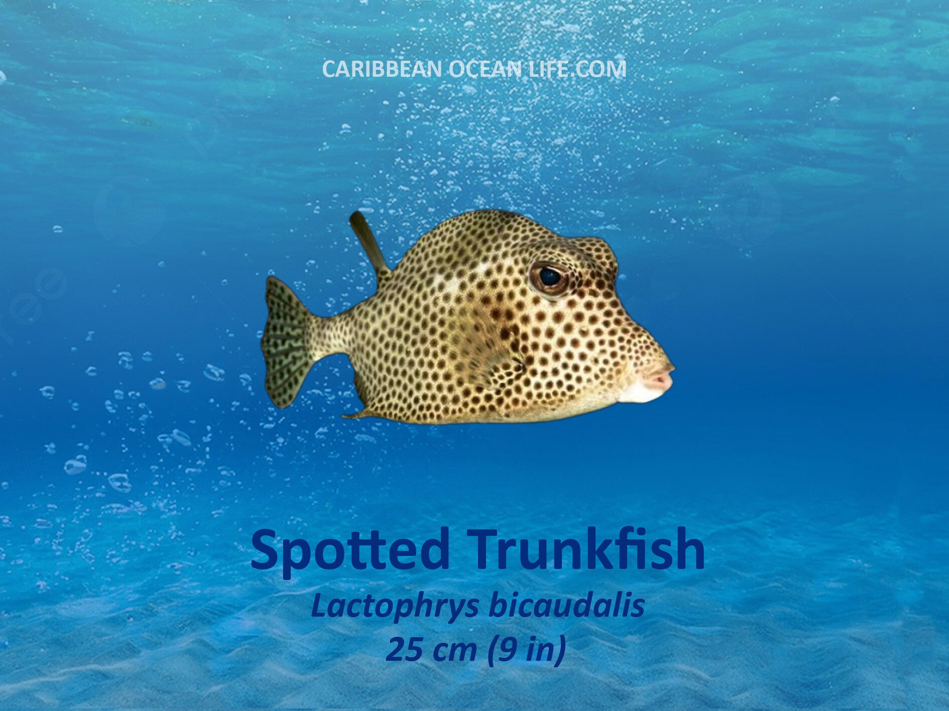 Aruba-Bonaire-Curaçao -ABC islands-Caribbean- Lesser Antilles- Dutch Caribbean- trunkfish boxfish spotted