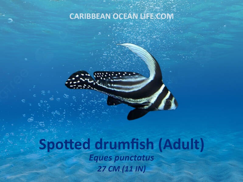 Aruba-Bonaire-Curaçao -ABC islands-Caribbean- Lesser Antilles- Dutch Caribbean Sotted drumfish