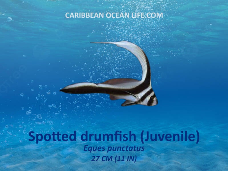 Aruba-Bonaire-Curaçao -ABC islands-Caribbean- Lesser Antilles- Dutch Caribbean spotted drumfish