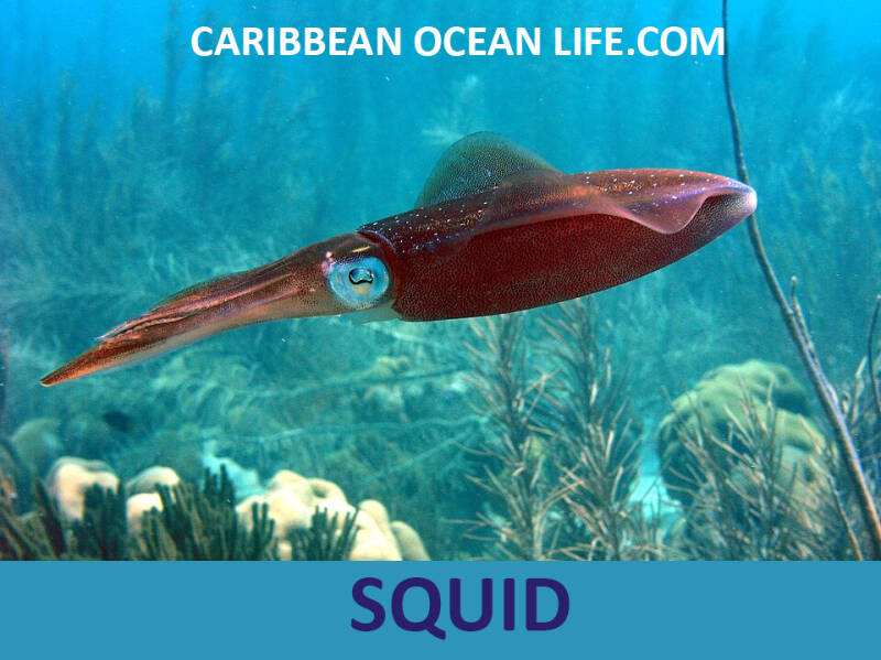 squid-standard-29uqyz.jpg