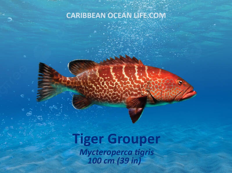 Aruba-Bonaire-Curaçao -ABC islands-Caribbean- Lesser Antilles- Dutch Caribbean- tiger grouper