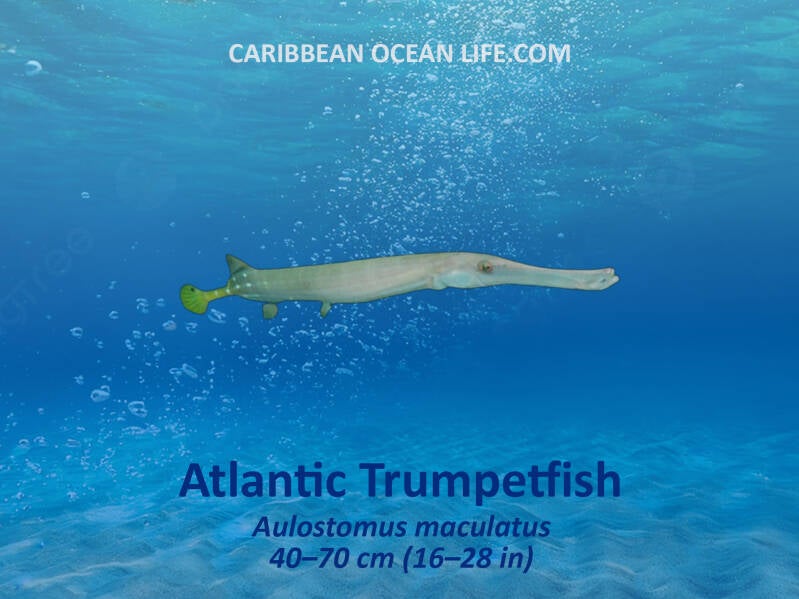 Aruba-Bonaire-Curaçao -ABC islands-Caribbean- Lesser Antilles- Dutch Caribbean trumpetfish