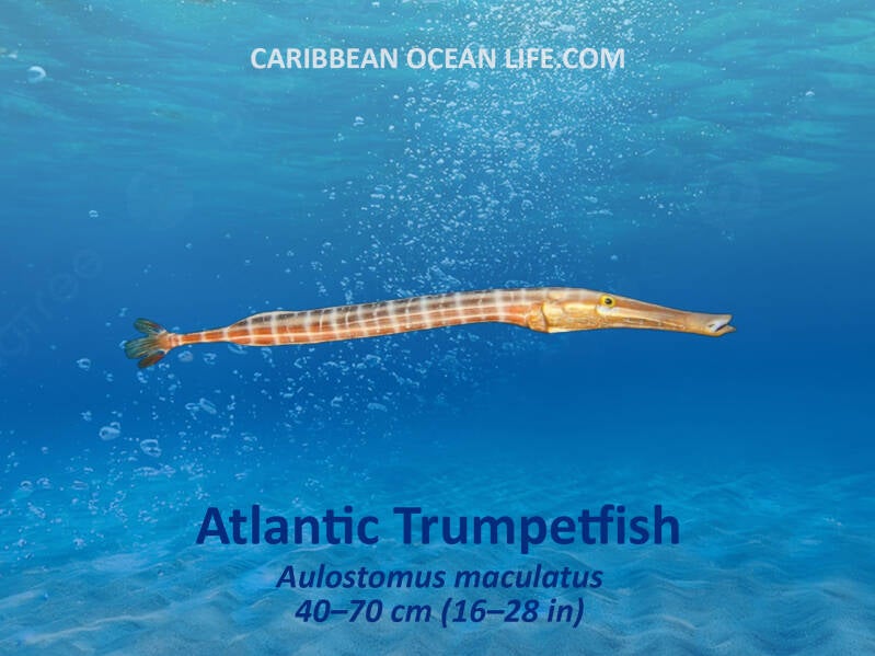 Aruba-Bonaire-Curaçao -ABC islands-Caribbean- Lesser Antilles- Dutch Caribbean Trumpet fish