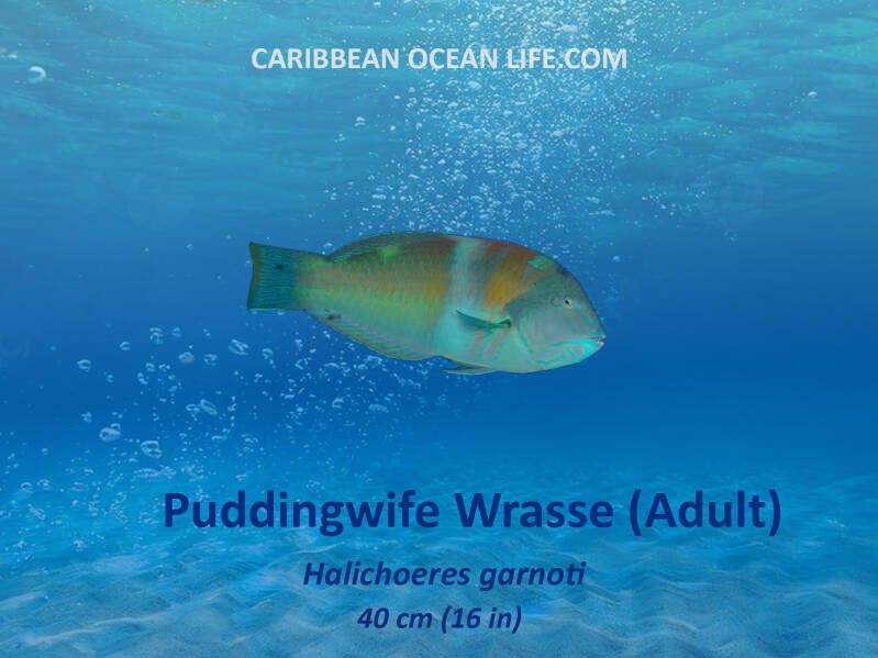 Aruba-Bonaire-Curaçao -ABC islands-Caribbean- Lesser Antilles- Dutch Caribbean  puddingwife