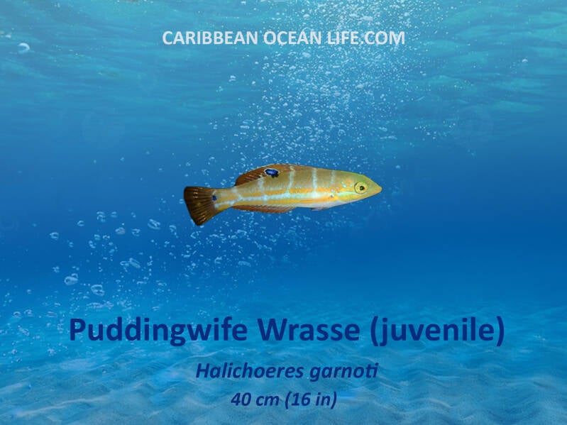 Aruba-Bonaire-Curaçao -ABC islands-Caribbean- Lesser Antilles- Dutch Caribbean Puddingwife wrassewrasse
