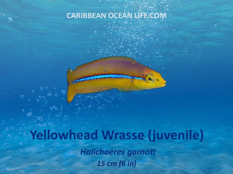 Aruba-Bonaire-Curaçao -ABC islands-Caribbean- Lesser Antilles- Dutch Caribbean yellowhead wrasse