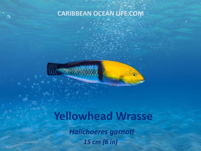 Aruba-Bonaire-Curaçao -ABC islands-Caribbean- Lesser Antilles- Dutch Caribbean Yellowhead wrasse