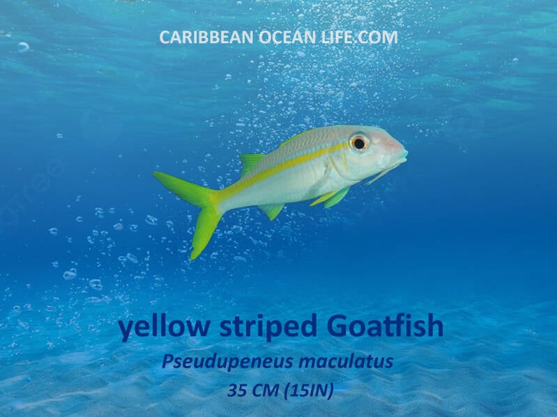 Aruba-Bonaire-Curaçao -ABC islands-Caribbean- Lesser Antilles- Dutch Caribbean yellow striped goatfish