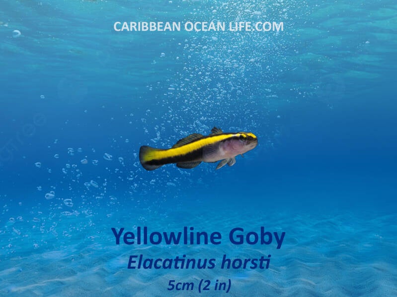 Yellowline Goby	Elacatinus horsti