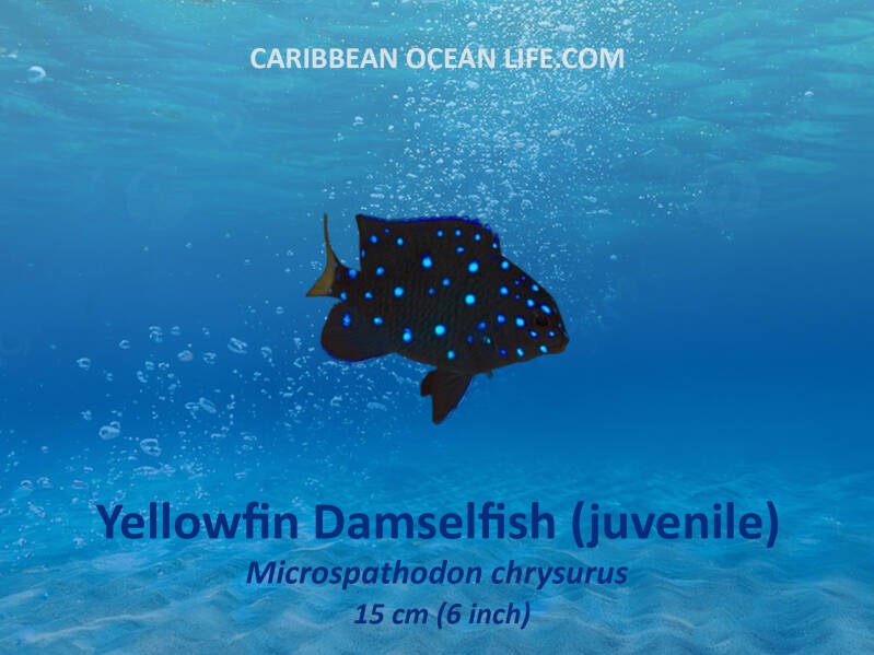 Aruba-Bonaire-Curaçao -ABC islands-Caribbean- Lesser Antilles- Dutch Caribbean-Damselfish Pomacentridae-yellowfin