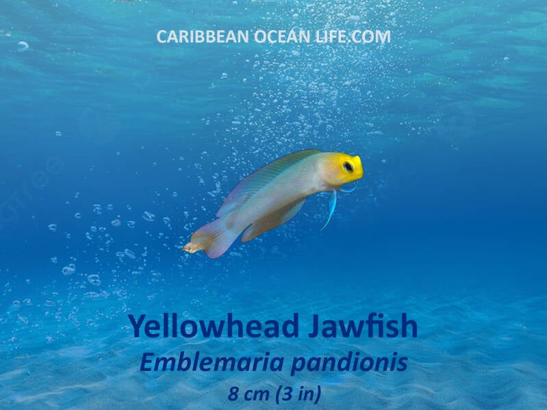 Yellowhead Jawfish (Opistognathus aurifrons)