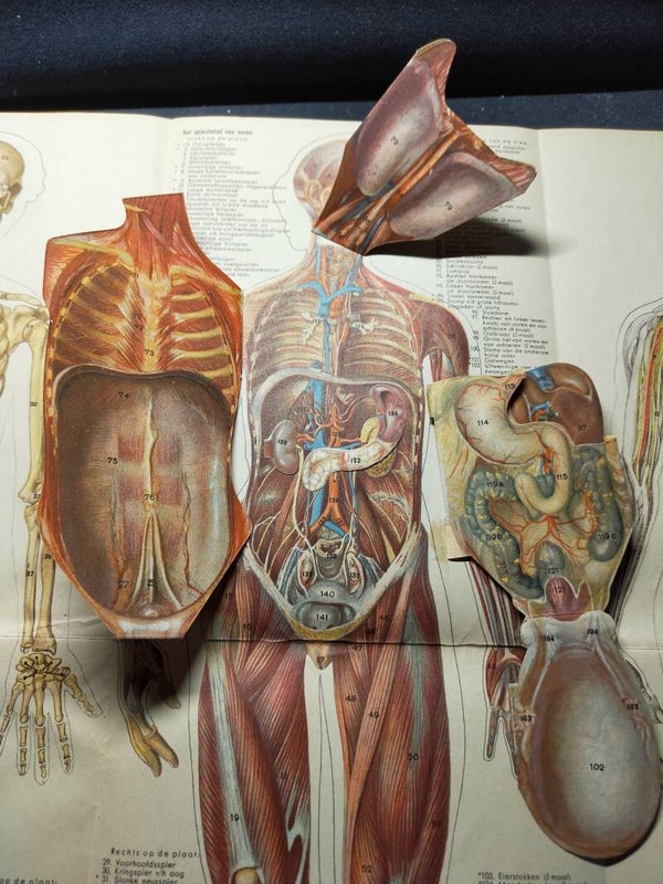 9#1216 Vintage Anatomische kaart van het vrouwelijk lichaam