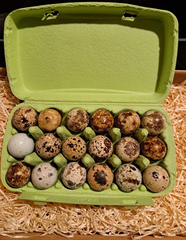 18er-Schachtel Speise-Wachteleier