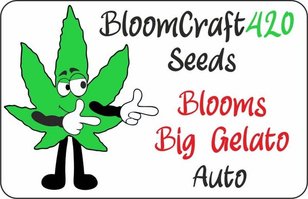 Bloom's Big Gelato - Auto